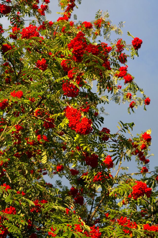 Red rowan sorbus aucuparia photo