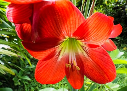 Bloom red close up photo