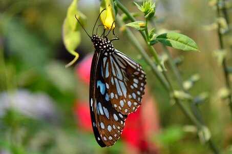 Insect fauna sitting