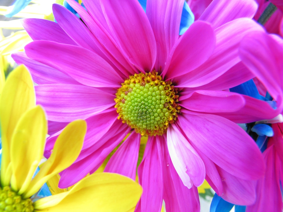 Daisy flower pink