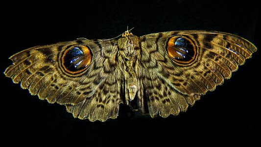 Moth butterfly close up