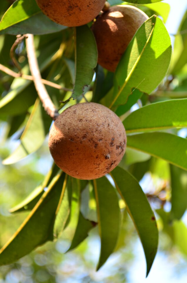 Zapota sapota sapotacea