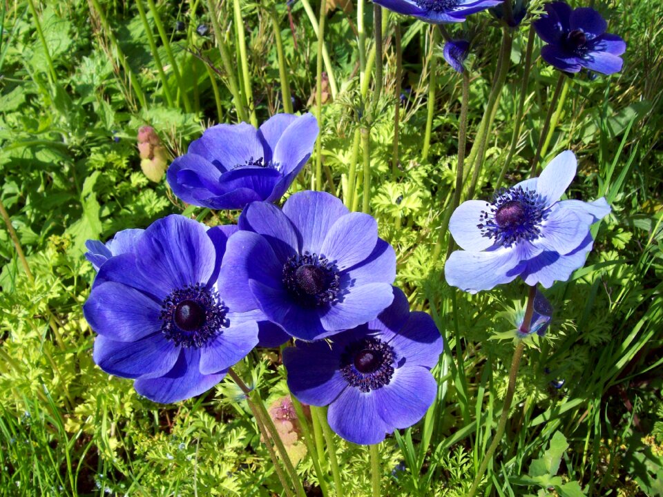 Flora anemone nemorosa lilac