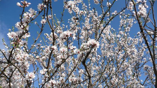 Natural blossom bloom