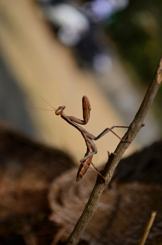 View close wildlife