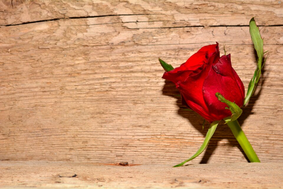 Blossom bloom red rose