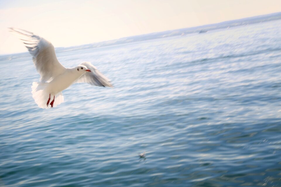 Lake constance seagull bird