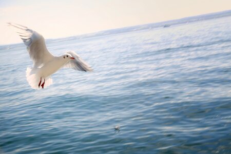 Lake constance seagull bird photo