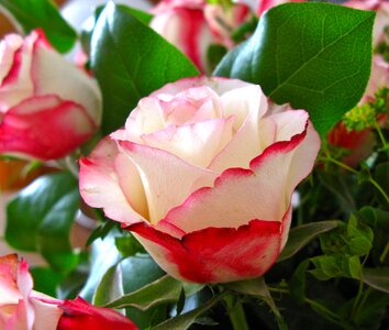 Nature plant bouquet photo