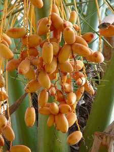 Date palm phoenix canariensis seeds photo