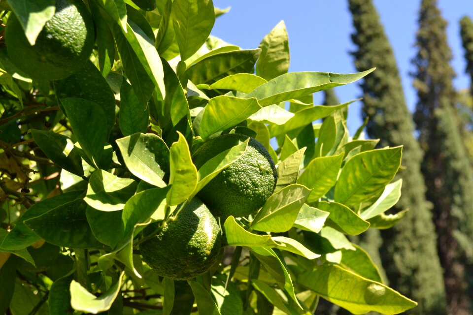 Citrus fruit immature green