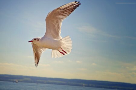 Lake lake constance seagull