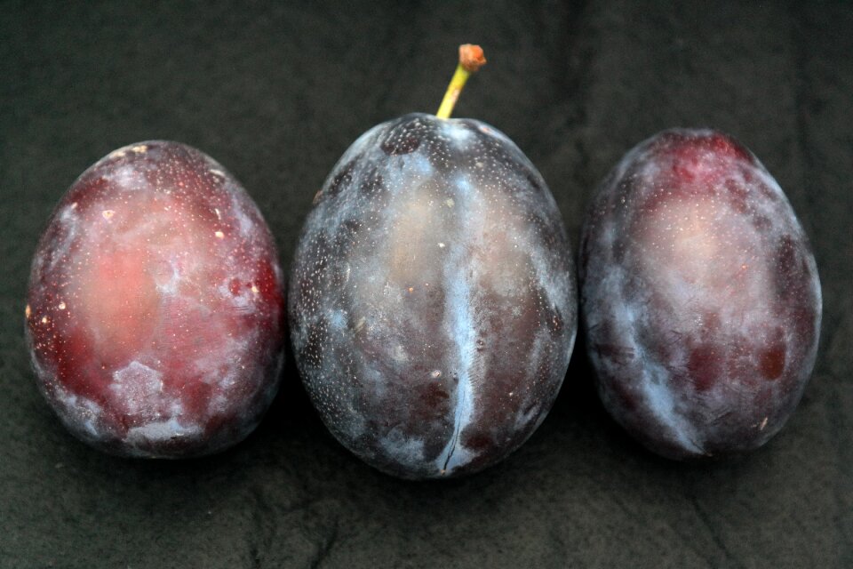Prunus domestica subsp domestica prunus domestica cultural plum