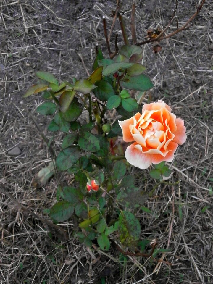 Rose orange blossom rose garden