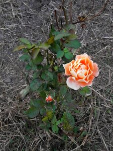 Rose orange blossom rose garden