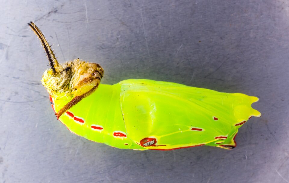 Doll caterpillar stage of development