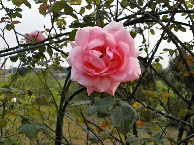 Rose pink flower rose garden