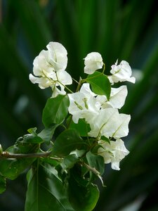 Blossom bloom inflorescence