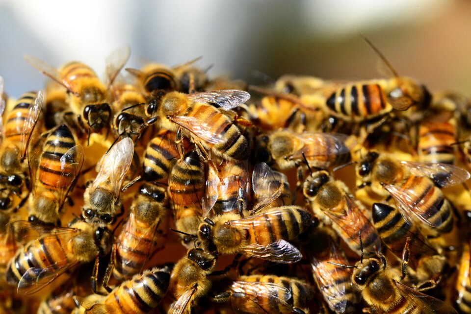 Bees swarm of bees insects