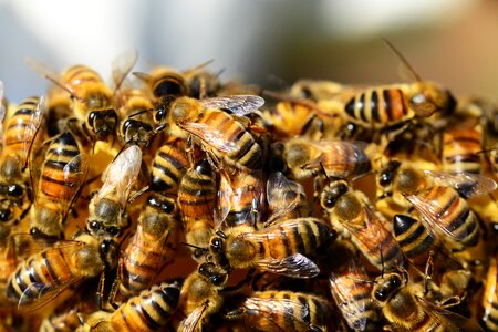 Bees swarm of bees insects