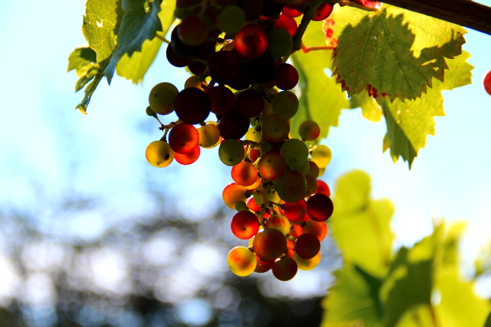 Wine fruit backlighting