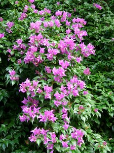 Blossom bloom bougainville photo