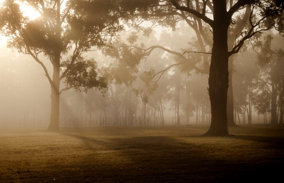 Nature forest green photo