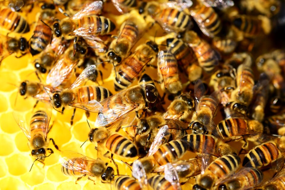 Bees swarm of bees insects