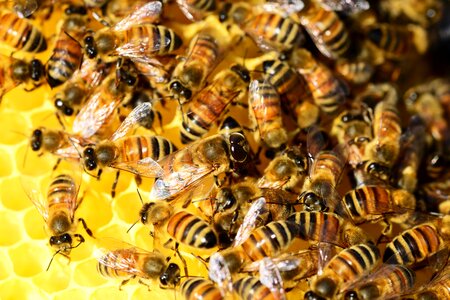 Bees swarm of bees insects