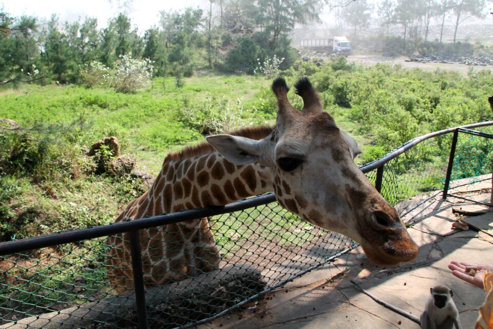 Wildlife mammal zoo