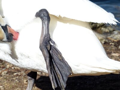 Animal cygnus olor anatidae
