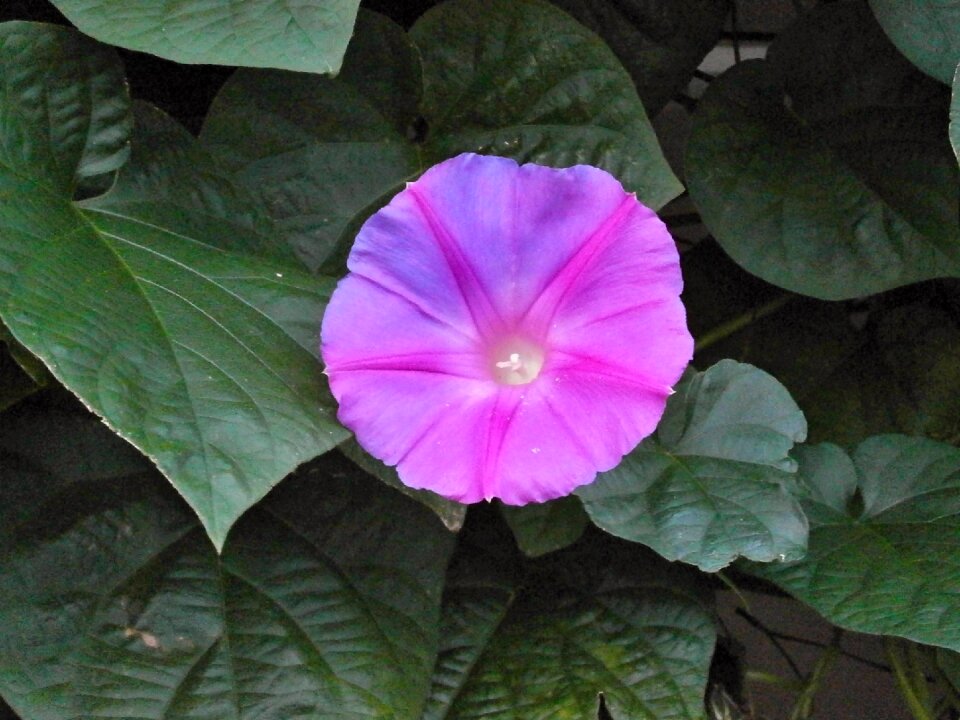Morning glory purple flowers pink flower