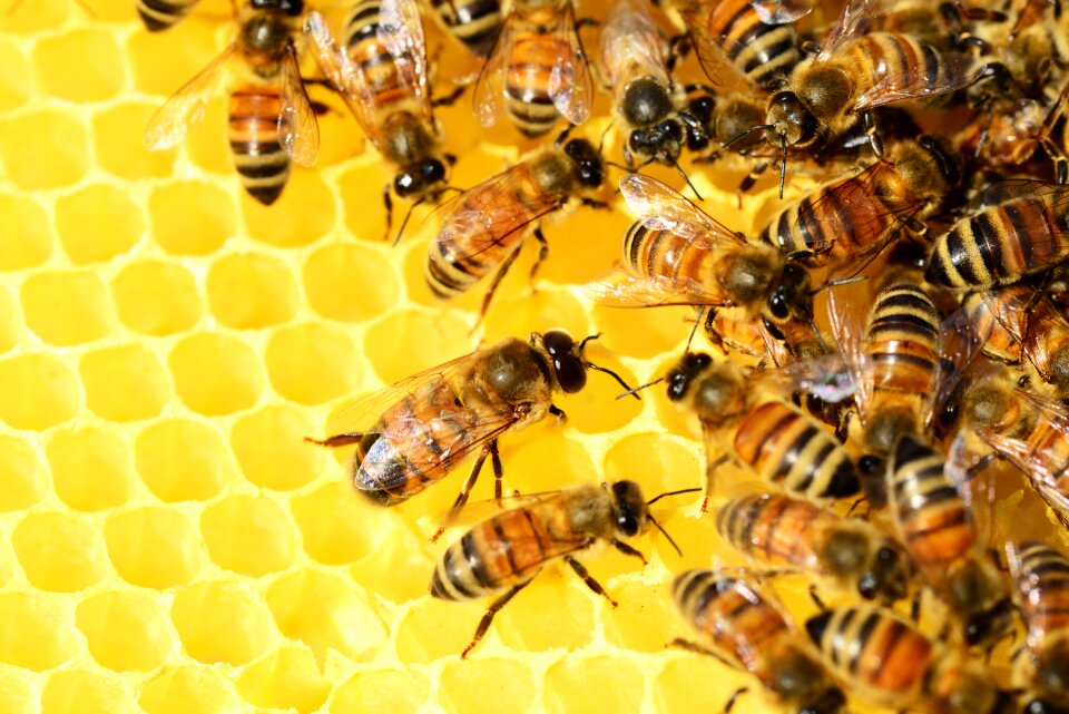 Bees swarm of bees insects