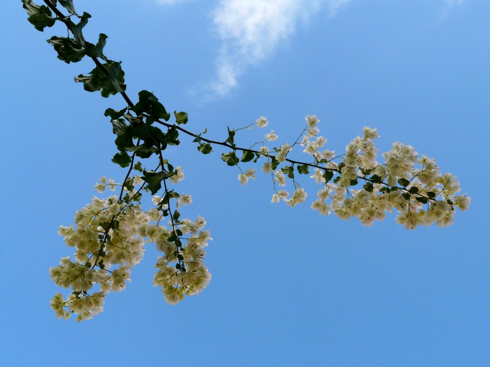 Flower blossom bloom