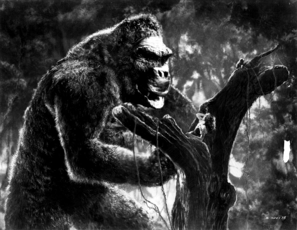Monkey gorilla primate