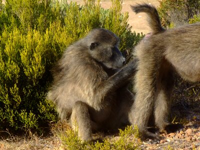 Delouse ape lausender monkey
