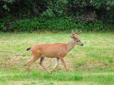 Nature shot deer in woods buck shot