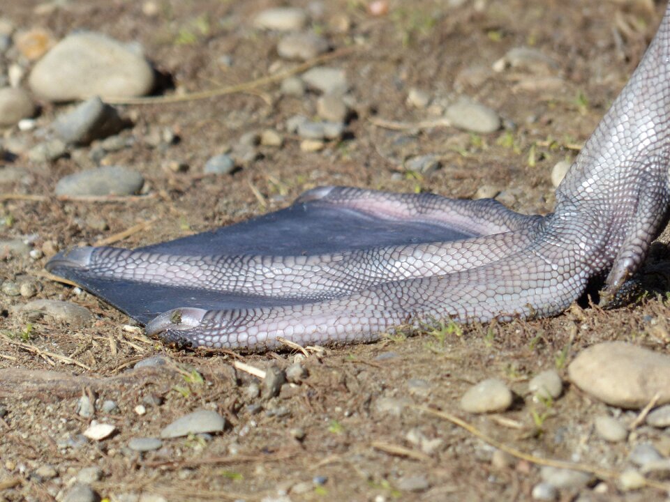Animal cygnus olor anatidae