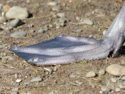Animal cygnus olor anatidae