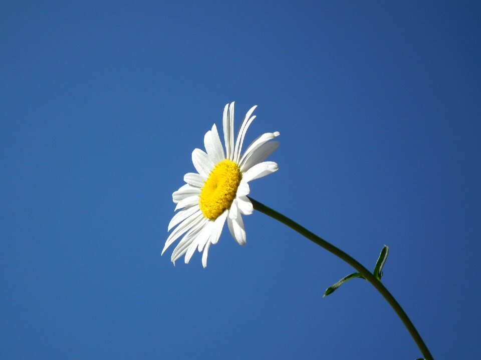 Summer daisy flowers