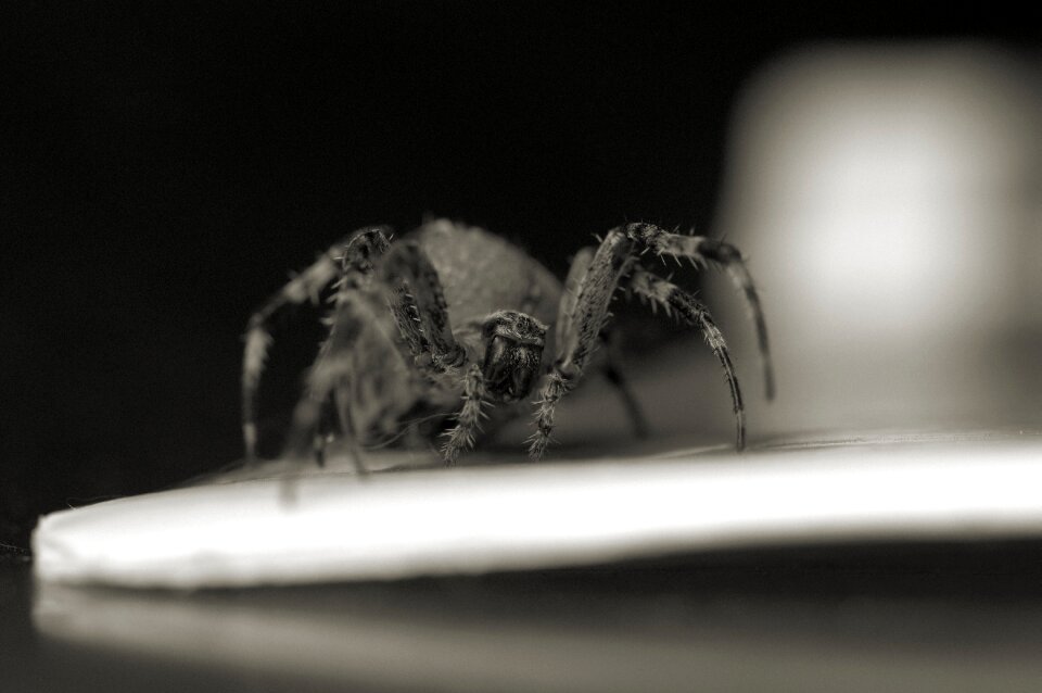 Insect macro public record