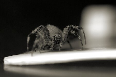 Insect macro public record