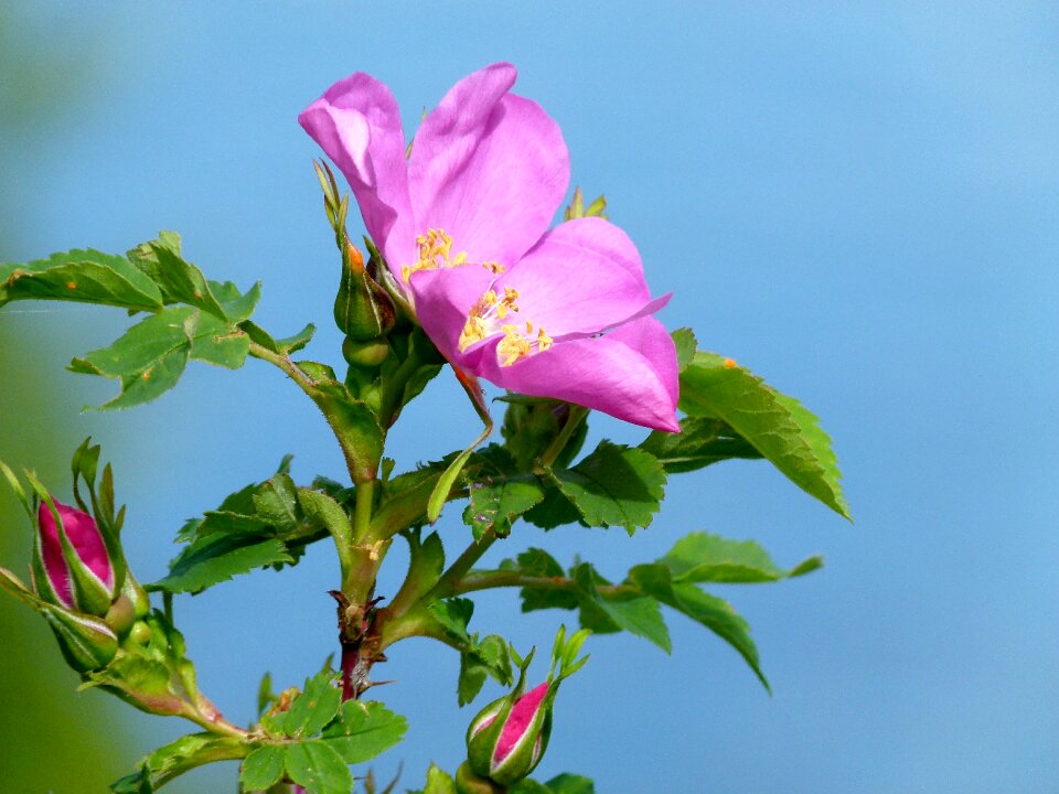 Nature close-up flower