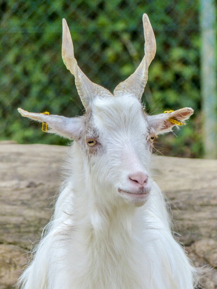 White twisted horns mammal