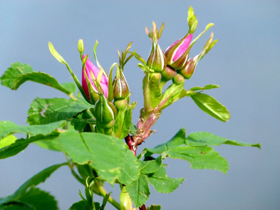 Plant flower nature