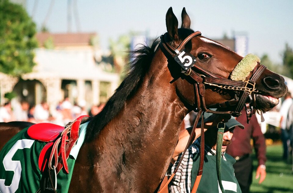 Horses animal stallion