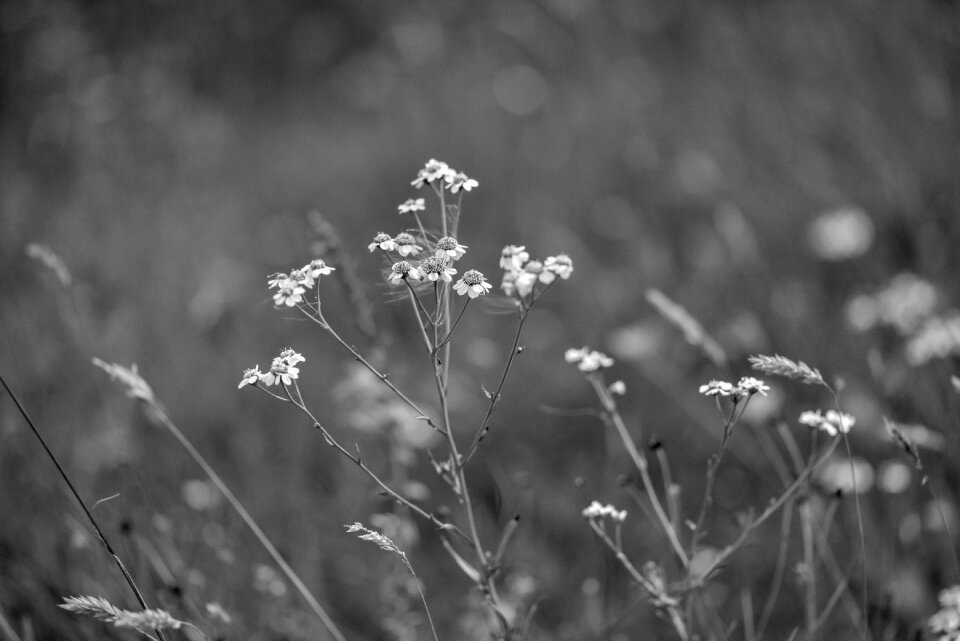 Nature spring white