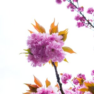 Tree spring nature