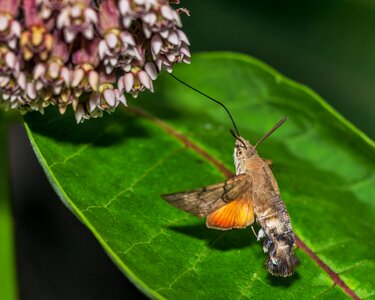 Flight fly insect