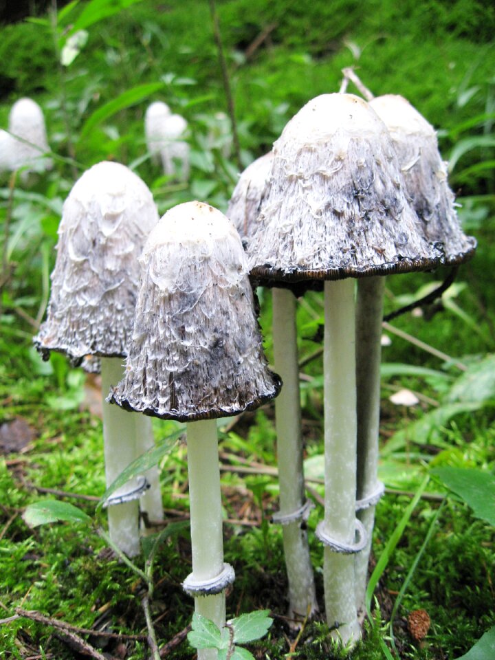 Coprinus comatus forest nature